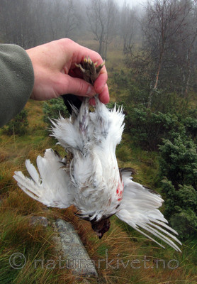 BB 10 0195 / Lagopus lagopus / Lirype